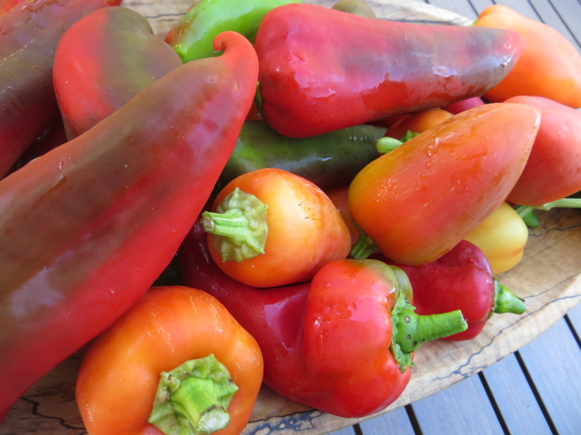 Peppers galore! – Two Feet in the Dirt